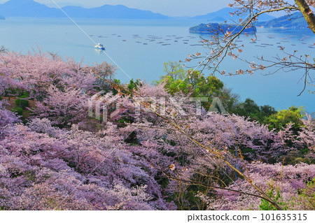 [廣島縣] 從櫻花盛開的聖福寺山公園眺望秋津渡口和瀨戶內海 101635315