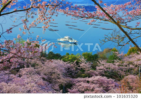 [Hiroshima Prefecture] Akitsu Ferry and the Seto Inland Sea seen from Shofukujiyama Park with cherry blossoms in full bloom 101635320