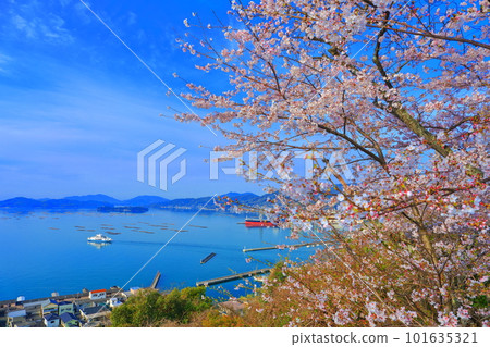 [Hiroshima Prefecture] Akitsu Ferry and the Seto Inland Sea seen from Shofukujiyama Park with cherry blossoms in full bloom 101635321