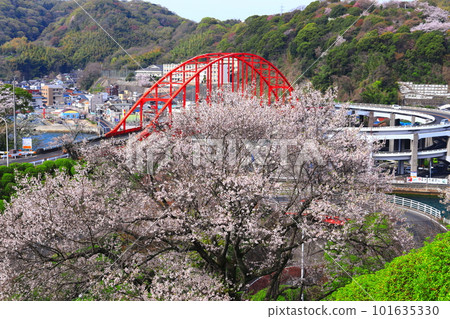[Hiroshima Prefecture] Ondo Bridge (Ondo no Seto) with cherry blossoms in full bloom 101635330