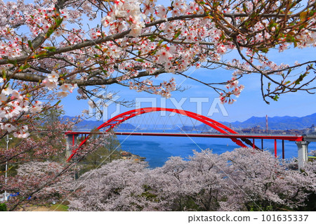 [Hiroshima Prefecture] Daini Ondo Bridge (Ondo no Seto) with cherry blossoms in full bloom 101635337