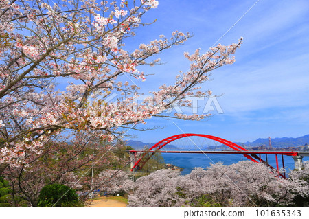 [Hiroshima Prefecture] Daini Ondo Bridge (Ondo no Seto) with cherry blossoms in full bloom 101635343