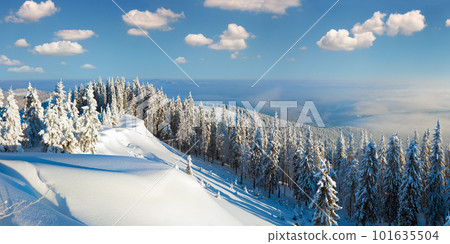 Winter rime and snow covered hill top with fir trees and  snowdrifts (Carpathian Mountains, Ukraine). 101635504