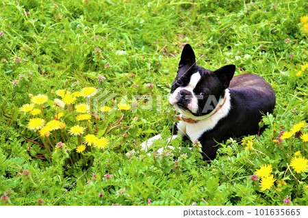 Mighty-kun, a Boston terrier, lies down in a spring field of blooming dandelions and looks cute♡ Mighty-kun, a Boston terrier, lies down in a spring field of blooming dandelions and looks cute♡ 101635665