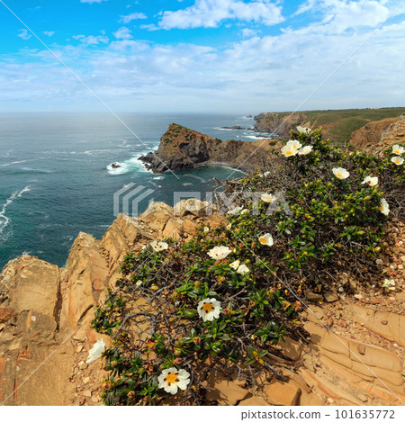 Summer Atlantic ocean rocky coastline and big white wild flowers in front (near Arrifana Beach, Aljezur, Algarve, Portugal). Summer Atlantic ocean rocky coastline and big white wild flowers in front (near Arrifana Beach, Aljezur, Algarve, Portugal). 101635772
