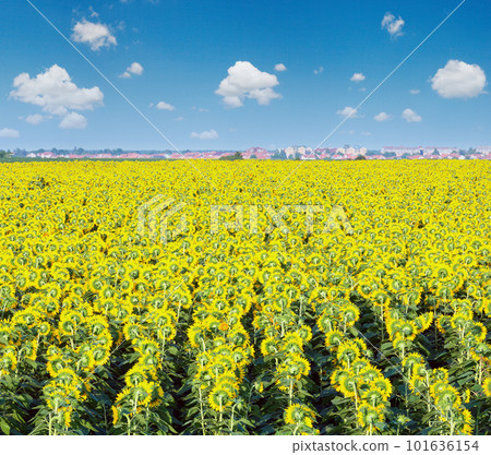 Sunflowers field Sunflowers field 101636154