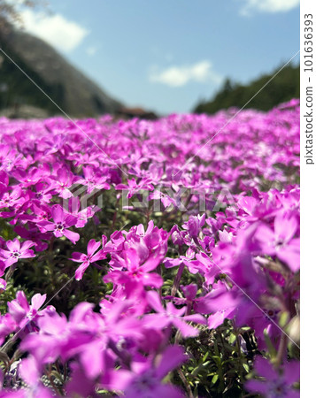 Shibazakura close-up and blue sky vertical Shibazakura close-up and blue sky vertical 101636393