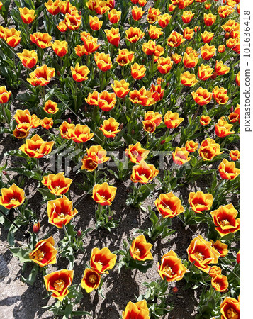 明亮的黃色和紅色鬱金香垂直 明亮的黃色和紅色鬱金香垂直 101636418