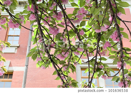 Double cherry blossoms with cute pink flowers and a brick building Double cherry blossoms with cute pink flowers and a brick building 101636538