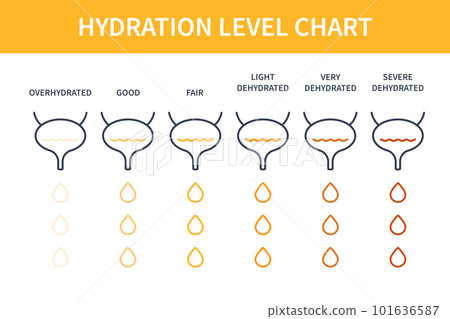 Urine color hydration chart illustration of bladders 101636587