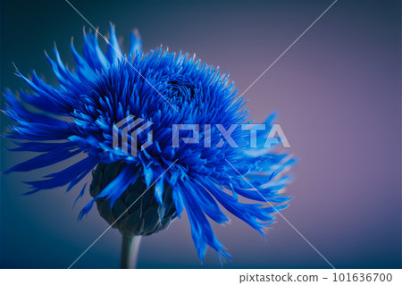 Close up of blue flower on purple background. Generative AI 101636700