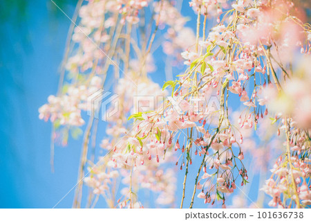Weeping cherry blossoms in full bloom against the blue sky, film style 101636738