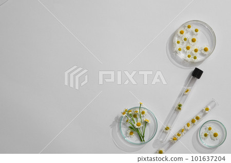 Matricaria chamomilla decorated in petri dish and with blank space in laboratory background for plants advertising. Cosmetics extract from camomile . Top view, flat lay. Matricaria chamomilla decorated in petri dish and with blank space in laboratory background for plants advertising. Cosmetics extract from camomile . Top view, flat lay. 101637204
