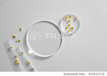Empty clear glass circle podiums on minimalist white background. Flat lay cosmetic extracted from chamomile (Matricaria chamomilla) mockup, copy space 101637219