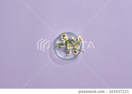 A petri dish of Chamomiles (Matricaria chamomilla) isolated on purple pastel background. Blank space for adding text or product advertisement 101637221