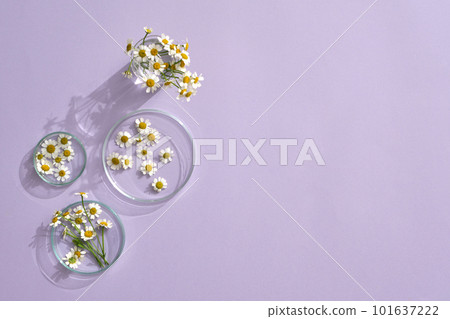 Chamomiles (Matricaria chamomilla) extract research in laboratory with a petri dish dropper in purple background for Chamomile research advertising. Empty area for promotion 101637222