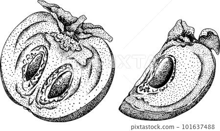 Hand drawn persimmon, date plum fruits. Black and white botanical, vector illustration in sketch, engraving style 101637488