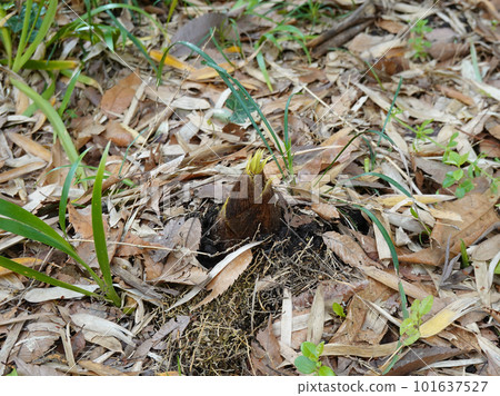 春筍在竹林中生長（東京都府中市共同之森） 101637527
