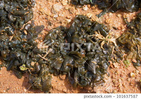 A large amount of wakame-like things in the garden Star jelly 101637587