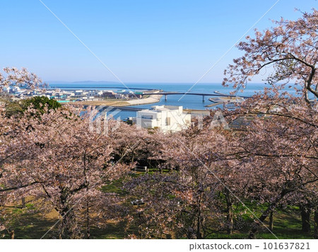 Hiyoriyama Park View of cherry blossoms in full bloom and Ishinomaki Port from Kashimamiko Shrine Ishinomaki City, Miyagi Prefecture 101637821