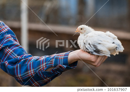 White dwarf chicken in farmer's hand close-up poultry farming household outdoor White dwarf chicken in farmer's hand close-up poultry farming household outdoor 101637907