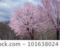 Cherry blossoms on the snow at Fukuyama Pass in Uonuma City in spring 101638024