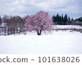 Cherry blossoms on the snow at Fukuyama Pass in Uonuma City in spring 101638026