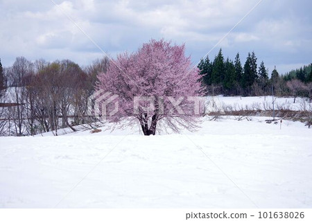 春天在魚沼市福山關的雪地上櫻花 春天在魚沼市福山關的雪地上櫻花 101638026