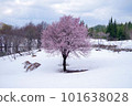 Cherry blossoms on the snow at Fukuyama Pass in Uonuma City in spring 101638028