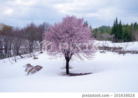 Cherry blossoms on the snow at Fukuyama Pass in Uonuma City in spring Cherry blossoms on the snow at Fukuyama Pass in Uonuma City in spring 101638028