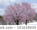 Cherry blossoms on the snow at Fukuyama Pass in Uonuma City in spring 101638030