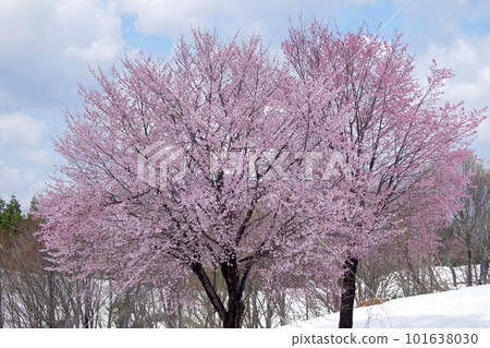 Cherry blossoms on the snow at Fukuyama Pass in Uonuma City in spring 101638030