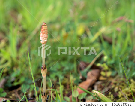 三月生的馬尾草（學生） 101638082