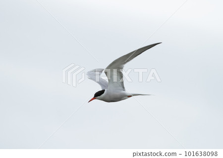 Common tern - Sterna Hirundo - in flight Common tern - Sterna Hirundo - in flight 101638098