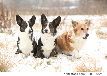 A group of welsh corgi cardigan in winter A group of welsh corgi cardigan in winter 101638249
