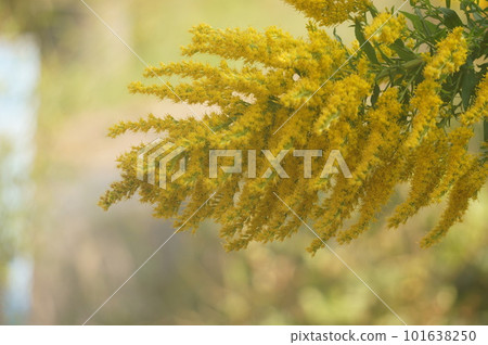 路邊的黃花 路邊的黃花 101638250