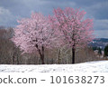 Cherry blossoms on snow at Fukuyama Pass, Uonuma City 101638273