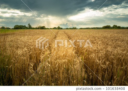 Technological path in the field of golden triticale 101638408