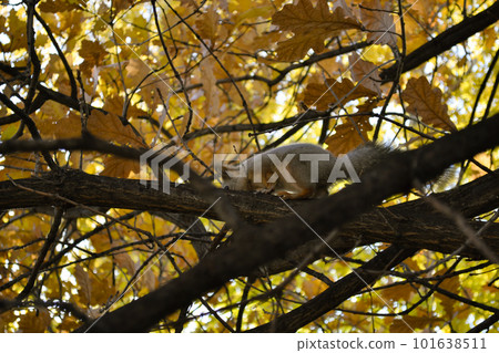 A curious squirrel sits on a branch of an autumn tree and looks down 101638511