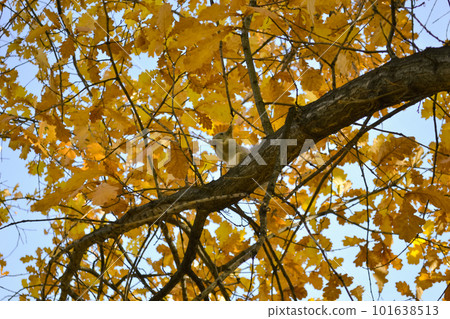A cute squirrel sits on a tree branch among autumn foliage and eats 101638513