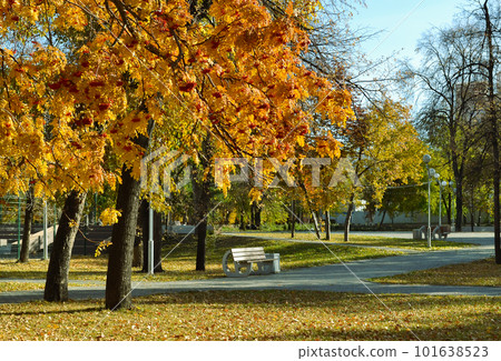 A lonely bench and an orange rowan tree in an fall park. A sunny autumn landscape 101638523
