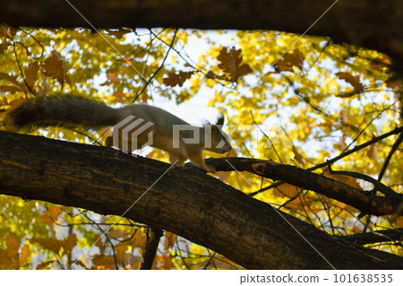 A squirrel walks along a tree branch among autumn foliage 101638535