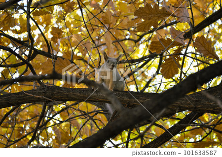 Curious cute squirrel sits on a branch of an autumn tree 101638587