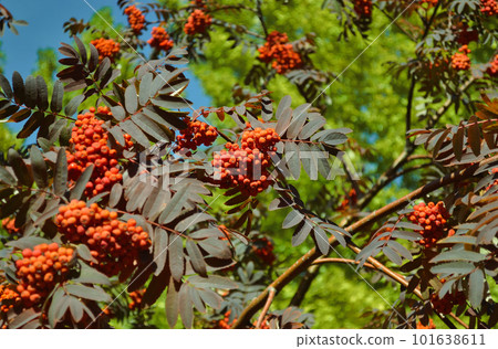Ripe and juicy bunches of red mountain ash in close-up Ripe and juicy bunches of red mountain ash in close-up 101638611