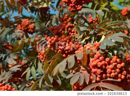 Ripe and juicy bunches of red mountain ash in close-up 101638613