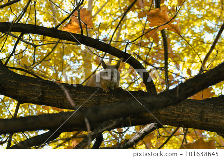 Squirrel sits on a branch of an autumn tree and looks directly into the camera 101638645