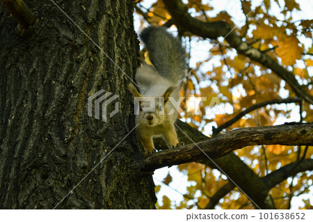 Squirrel sits on a branch of an autumn tree and looks directly into the camera 101638652