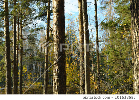 The tall, slender trunks of the pine trees in the autumn woods under the evening sun The tall, slender trunks of the pine trees in the autumn woods under the evening sun 101638685