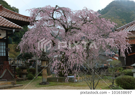 Buddy cherry blossoms of Eiyadoin Buddy cherry blossoms of Eiyadoin 101638697