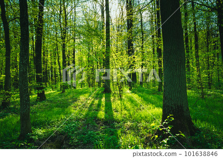 Spring green forest and sunlight falling on the trees 101638846